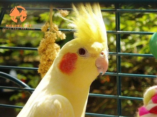 Bán vẹt cockatiel con non và trưởng thành đảm bảo khỏe mạnh, bảo hành chu đáo